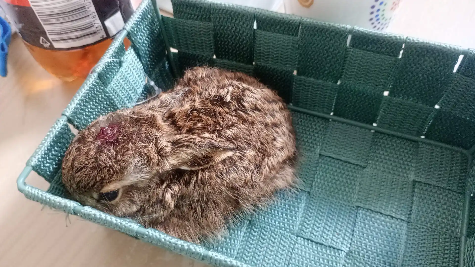 Wildtierhilfe Sauerland e.V. post