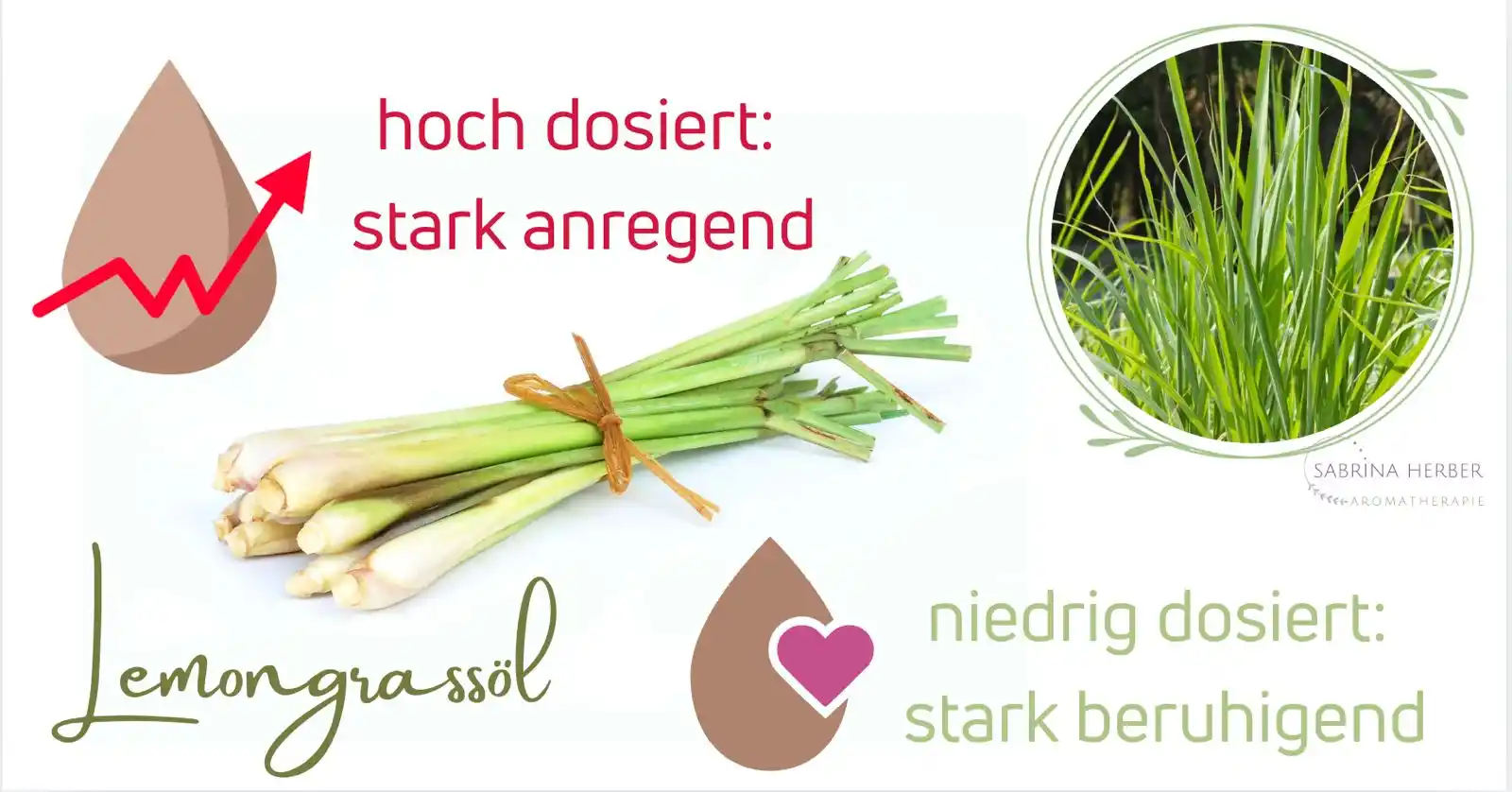 Image from Sabrina Herber_ViVere-Aromatherapie: 🌿 *Lemongrassöl – ein echtes Paradoxon im Tropfenformat* 🌿 Kaum ein...