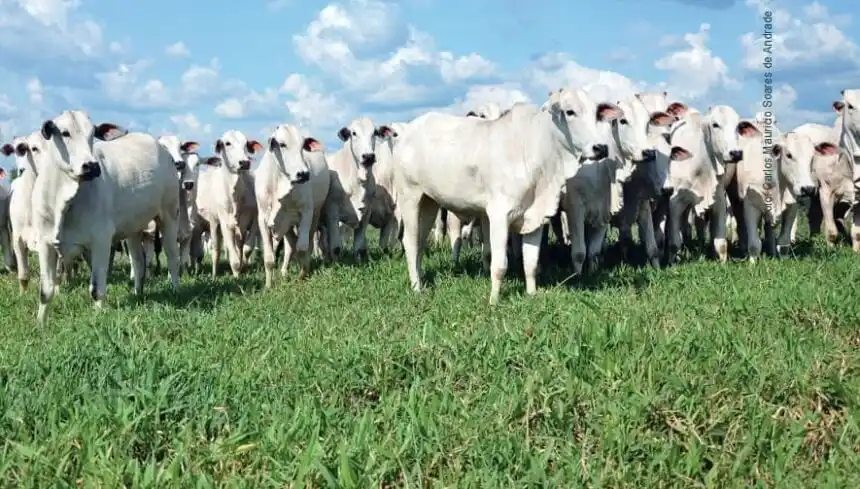 Image from ac24horas.com: *Manejo de pastagem precário é problema crônico no Acre, diz Embrapa* ...