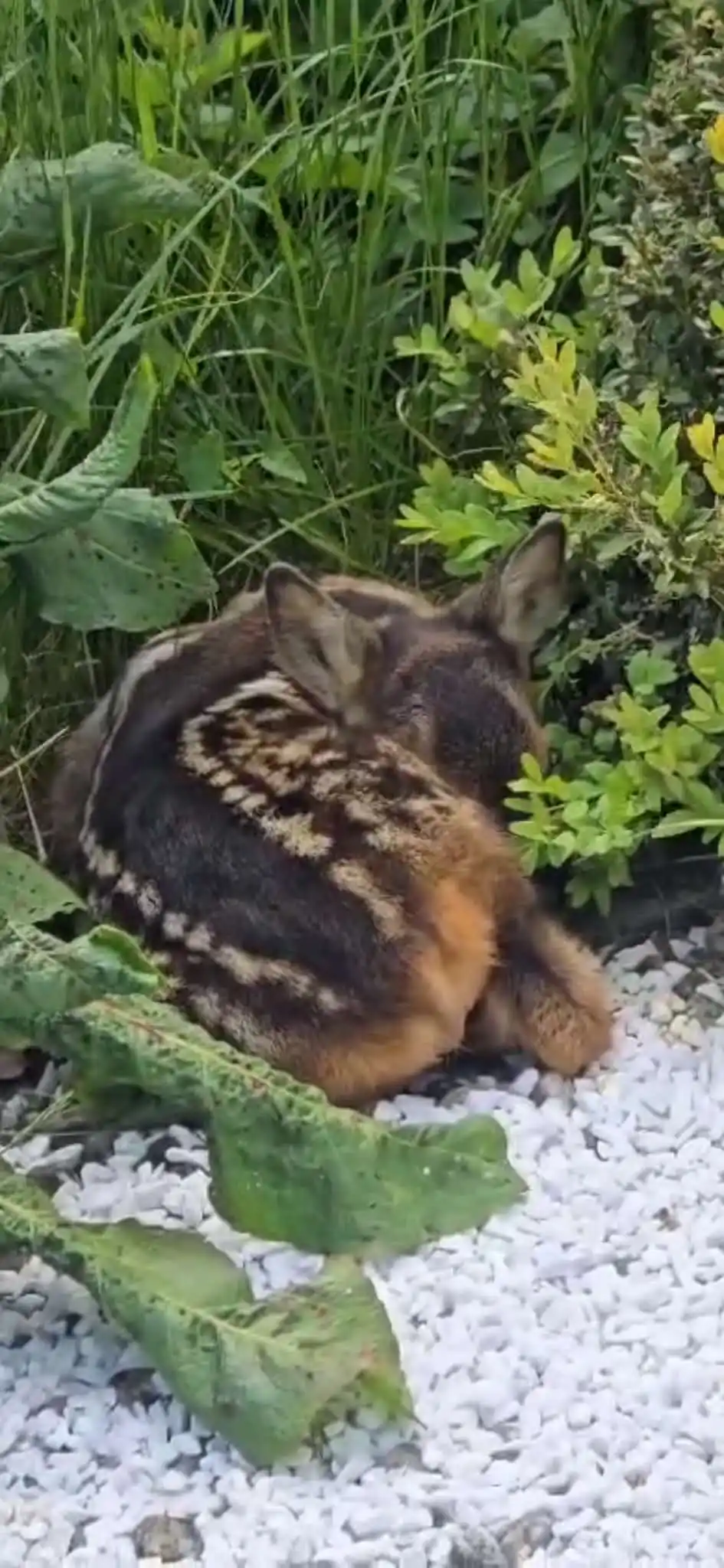 Wildtierhilfe Sauerland e.V. post