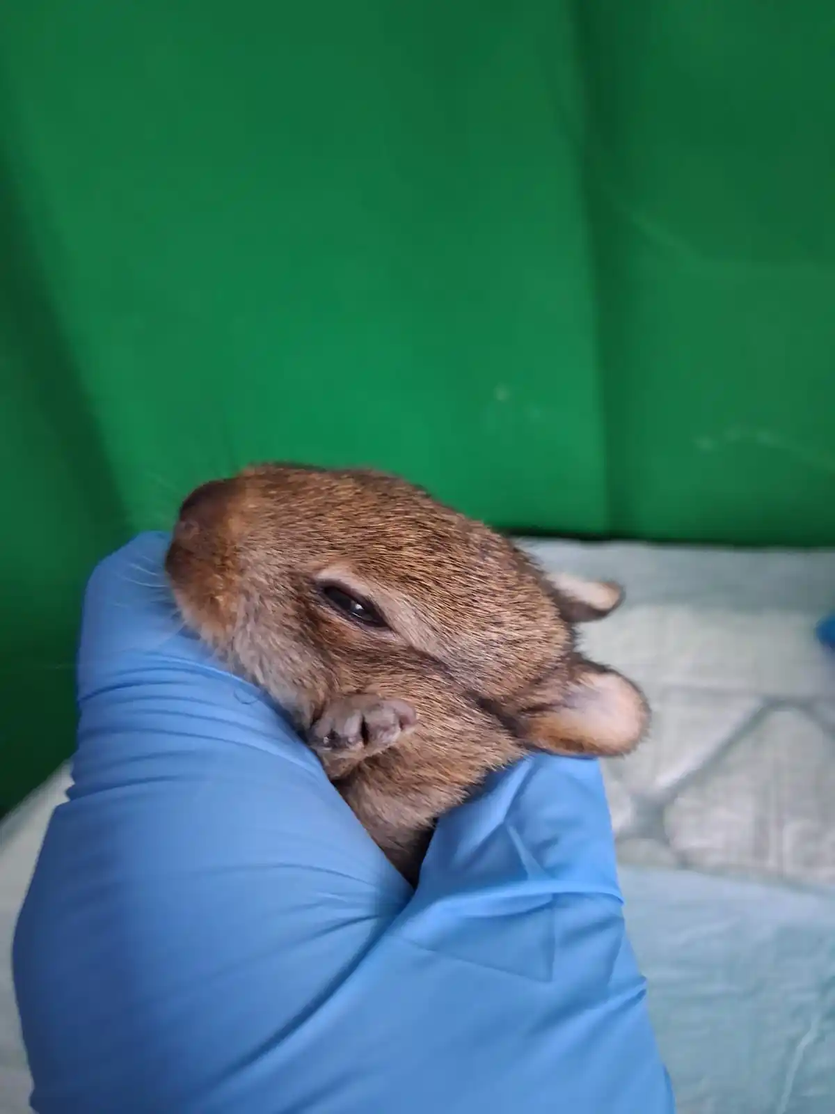 Wildtierhilfe Sauerland e.V. post