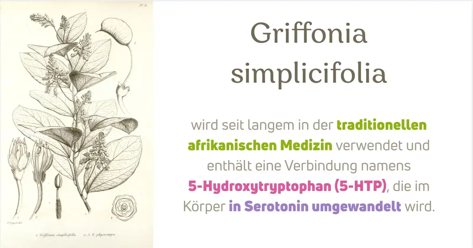 Image from Sabrina Herber_ViVere-Aromatherapie: 🧠 *Was genau macht 5-HTP?* 5-HTP steht für 5-Hydroxytryptophan – das ...