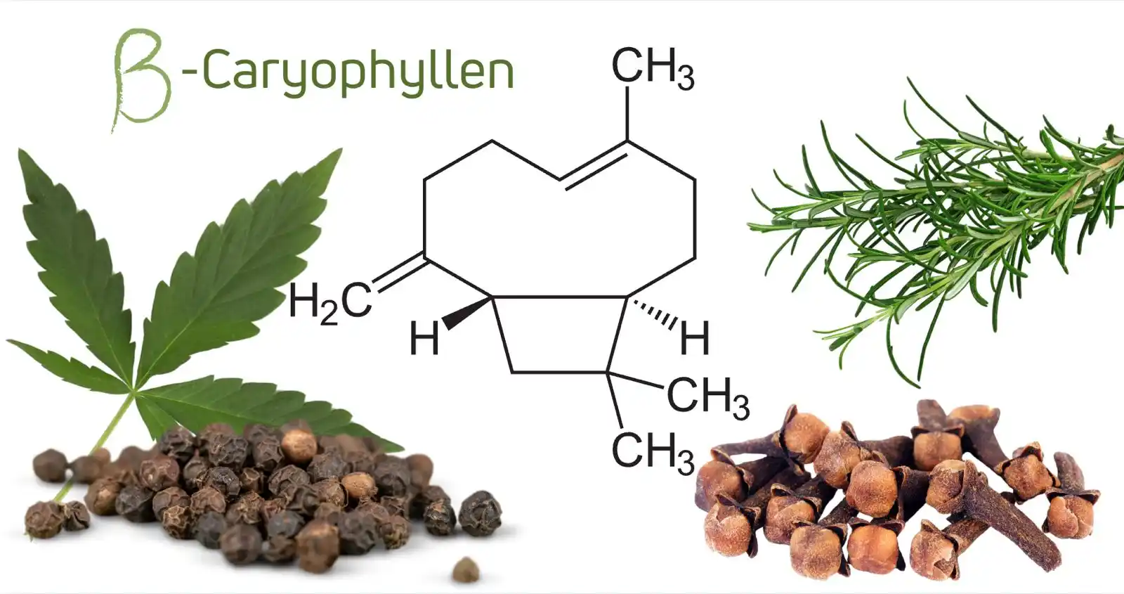 Image from Sabrina Herber_ViVere-Aromatherapie: 🌿 *Was ist β-Caryophyllen?* Ein natürlicher Pflanzenstoff in ätherisc...