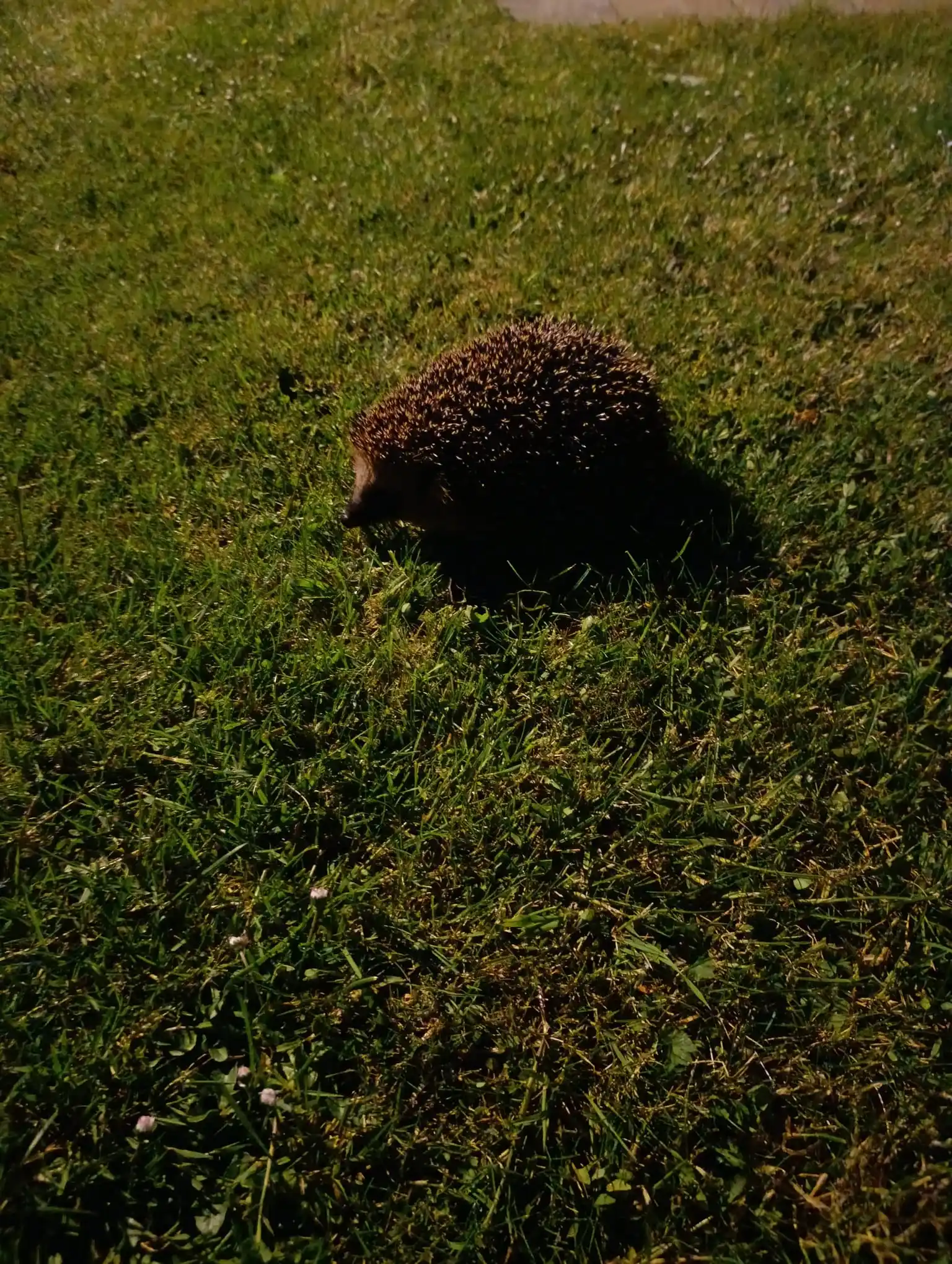 Image from Wildtierhilfe Sauerland e.V.: Wohlgenährte Igel sind füllig ohne erkennbaren Nacken, und nur Nacht u...
