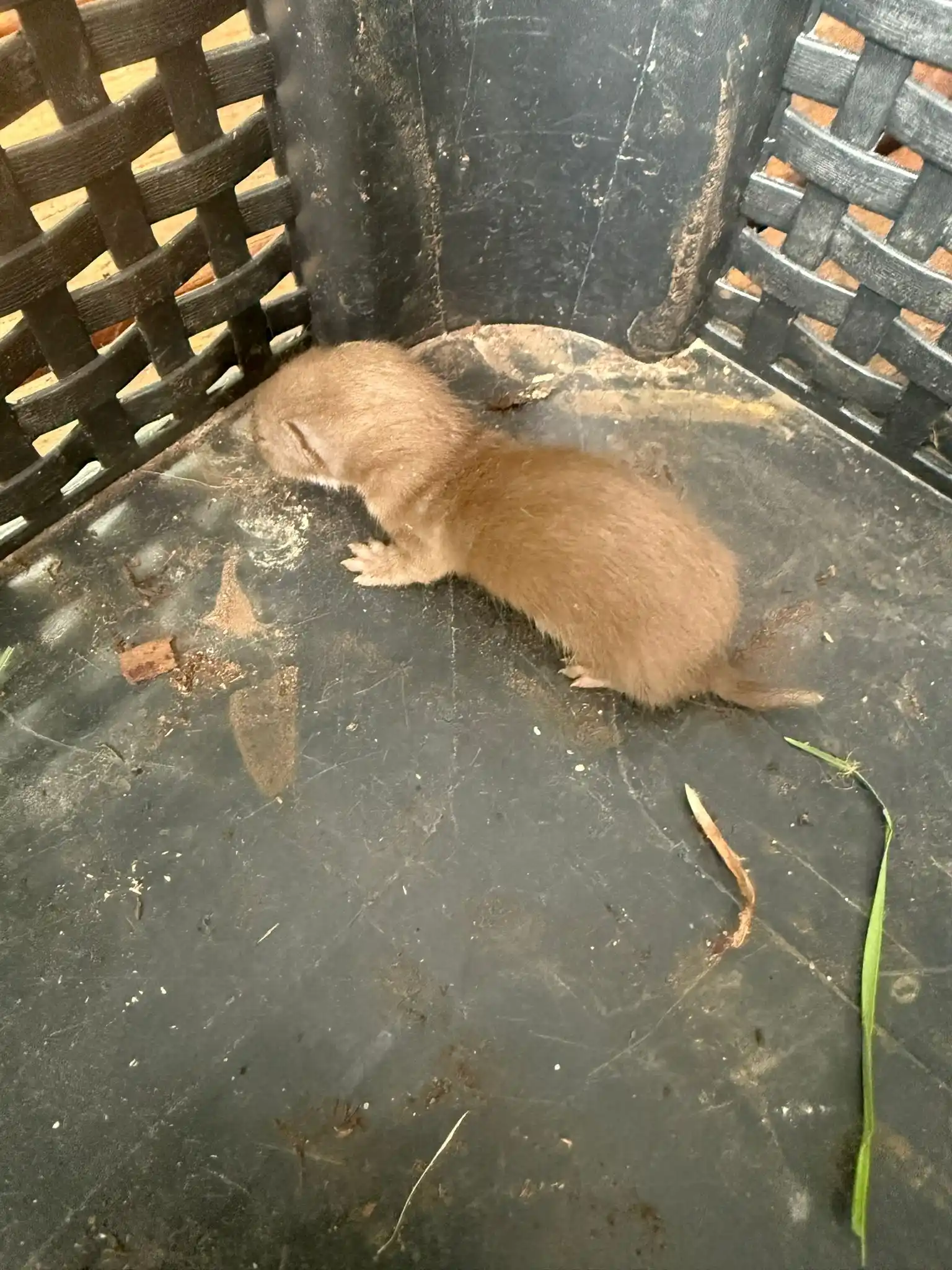 Wildtierhilfe Sauerland e.V. post