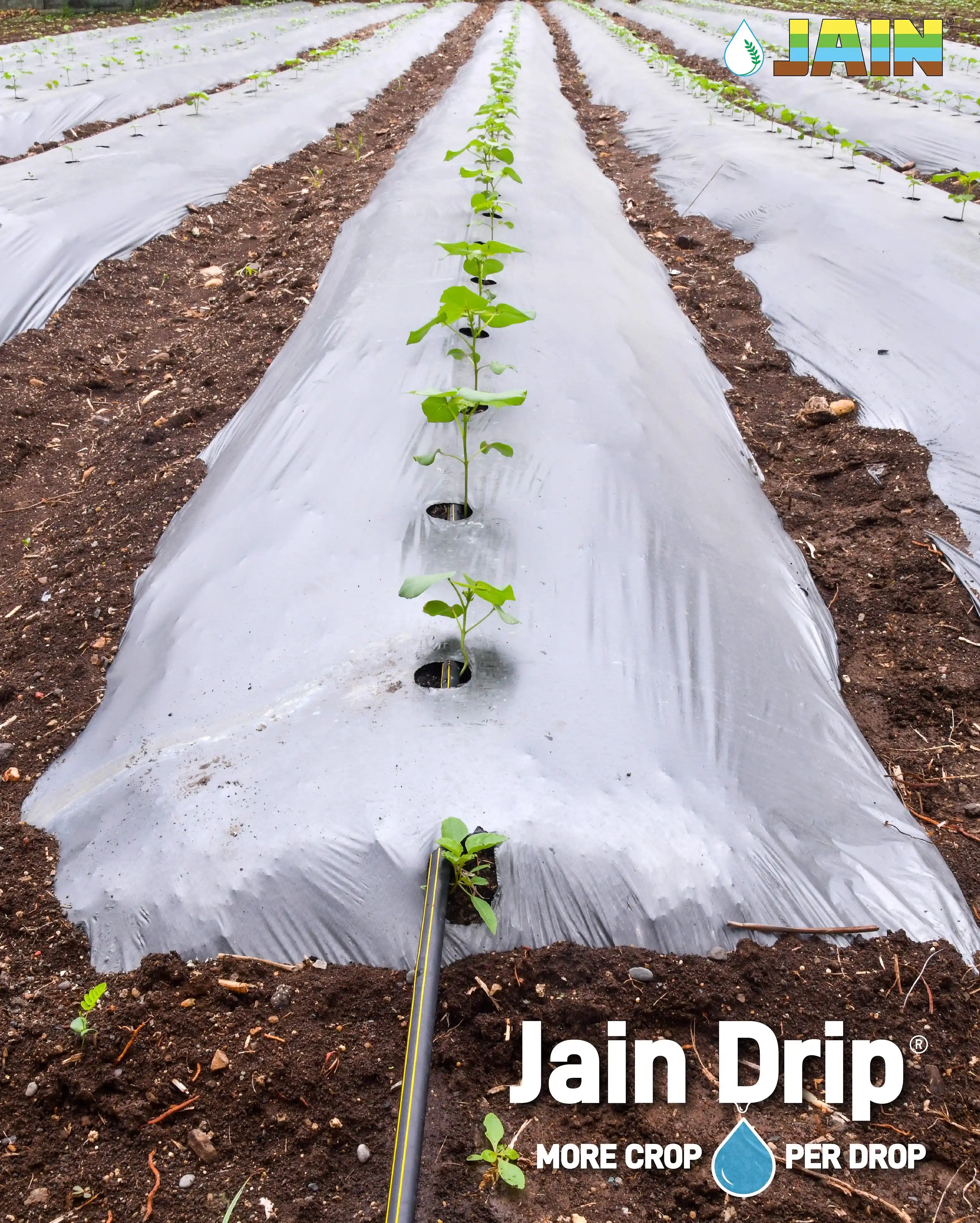 Image from Jain Irrigation Systems Limited: Cotton that counts, every drop 💧 every boll ☁️ With Jain Drip, preci...