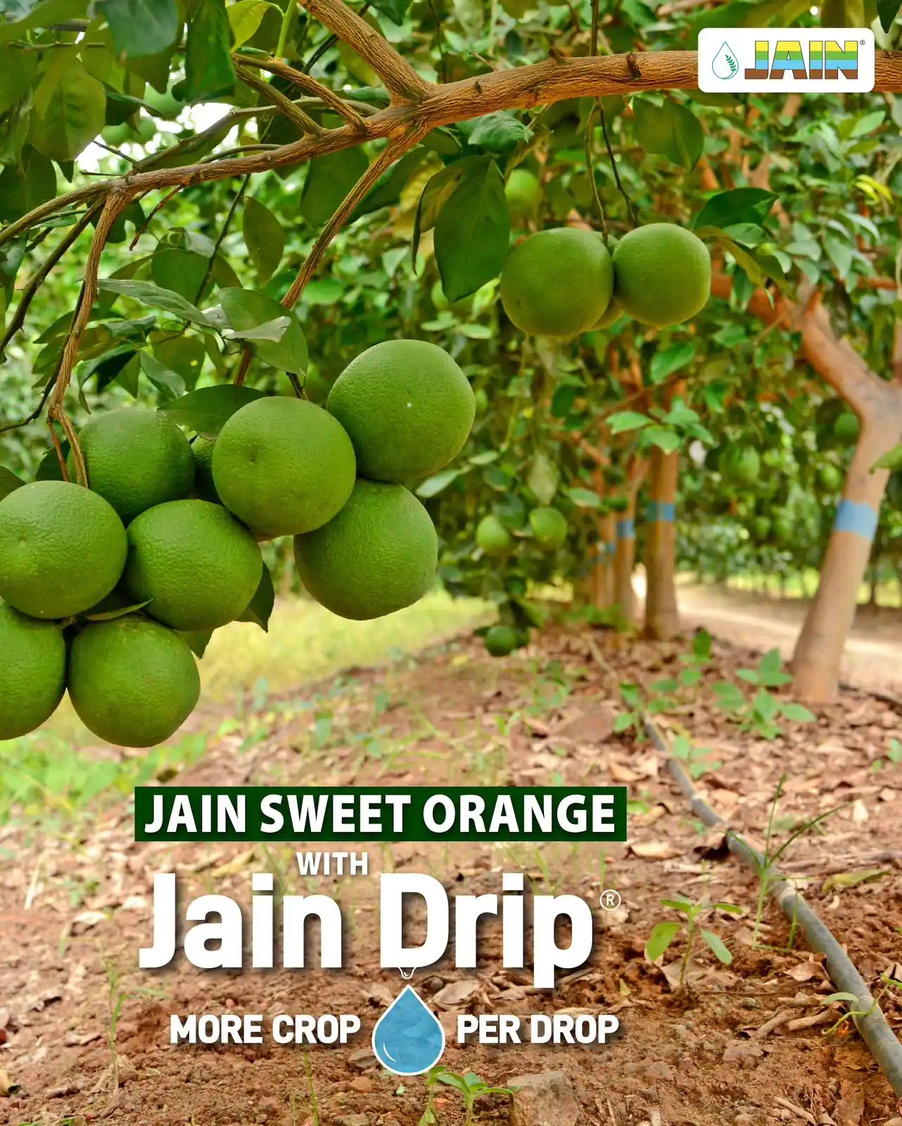 Image from Jain Irrigation Systems Limited: From sapling to harvest, it’s pure excellence with precision! 🍊 Jai...