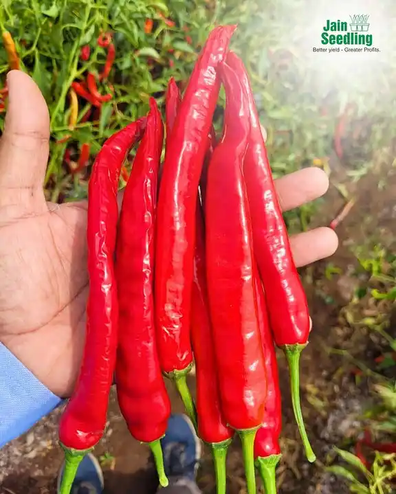 Image from Jain Irrigation Systems Limited: Let your farm cultivate the Mirchi magic with Jain Hi-Tech Plant Facto...