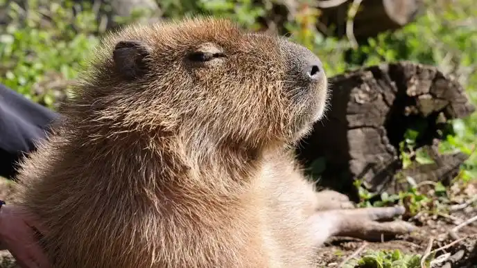 Image from BNN: ⚫😢 Capybara Thomas im Karlsruher Zoo überraschend gestorben. https://...