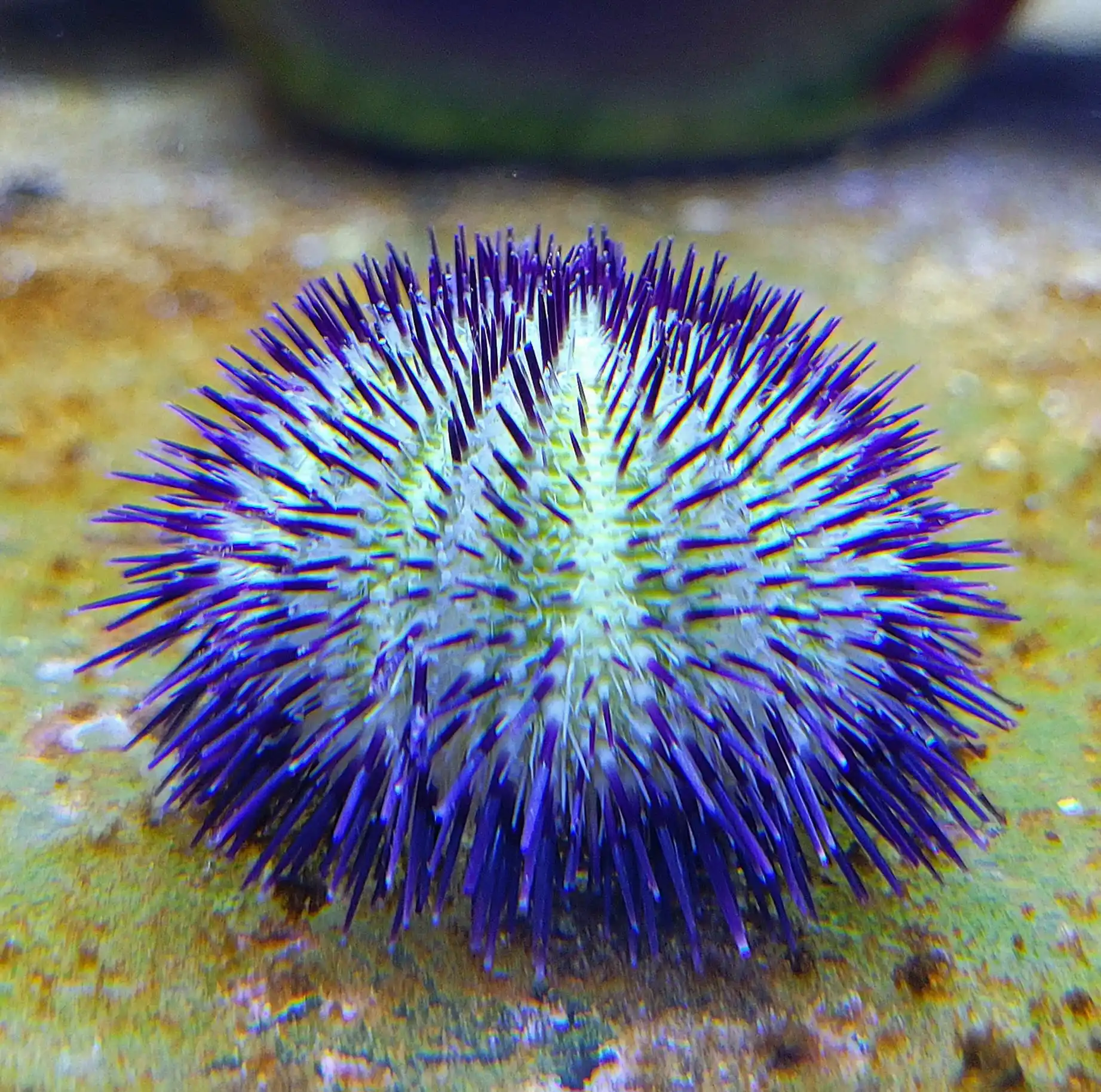 Nautilus Aquaristik post