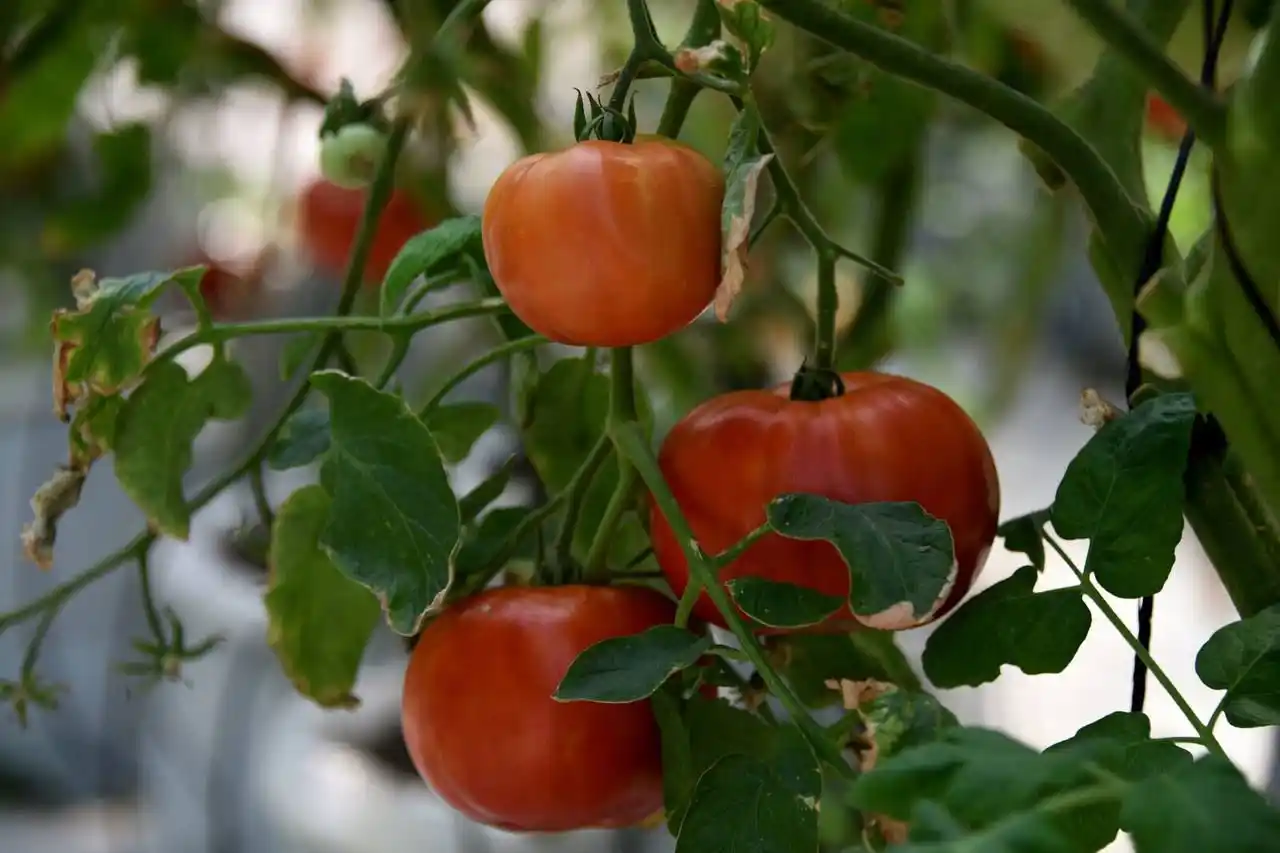 Image from CRC 89.1: *¡Del invernadero al espacio! Tomates y chiles ticos se alistan para u...