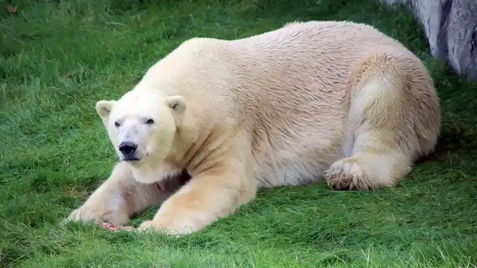 Image from BNN: Der perfekte Hefezopf 🥯, Eisbär Kap auf dem Weg der Besserung 🐻❄️, ...