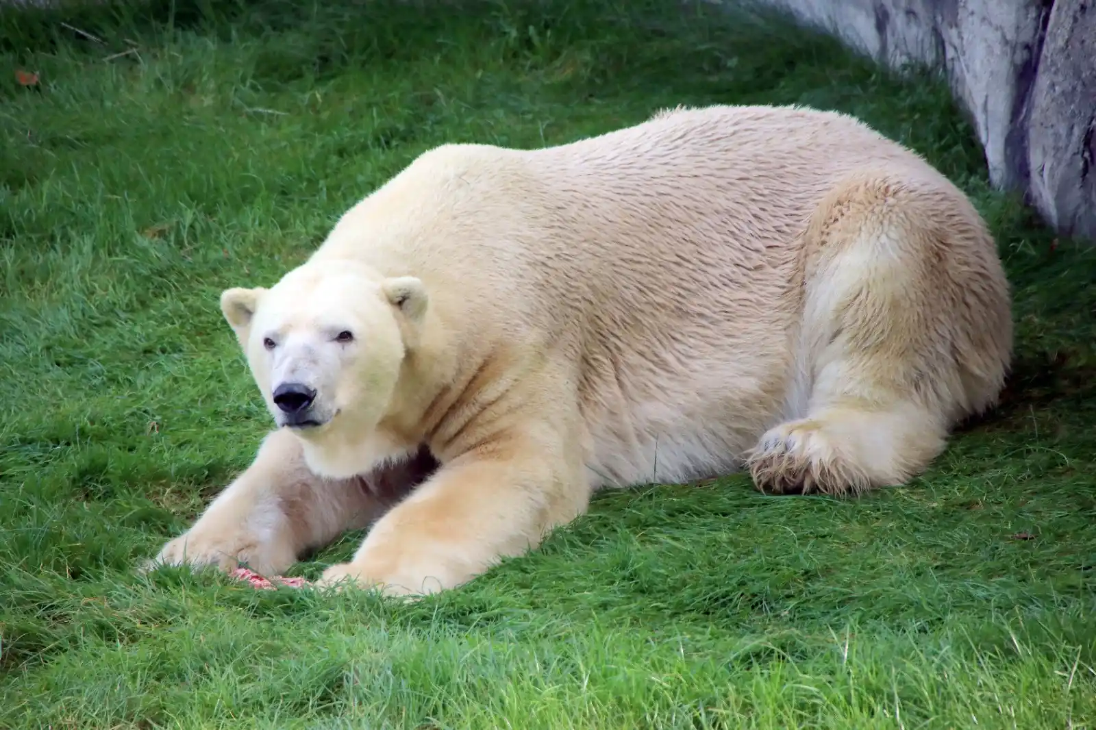 Image from BNN: 🔵 Im Zoo Karlsruhe gibt es Hoffnung: Eisbär Kap frisst wieder, sein Z...