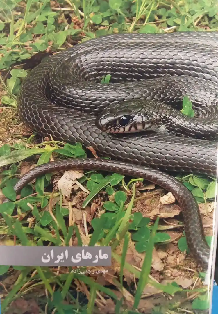 Image from کوهیاران: 📖معرفی کتاب نام کتاب:مارهای ایران نوشته ی:مهدی رجبی زاده انتشارات:ا...
