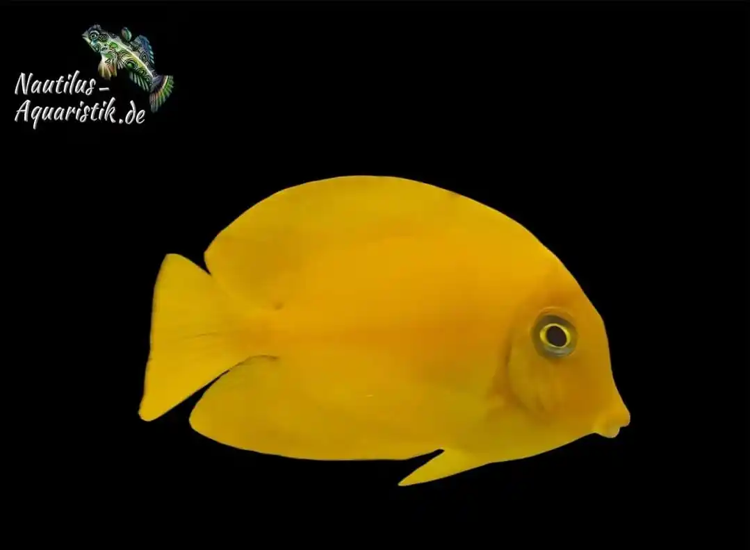 Nautilus Aquaristik post