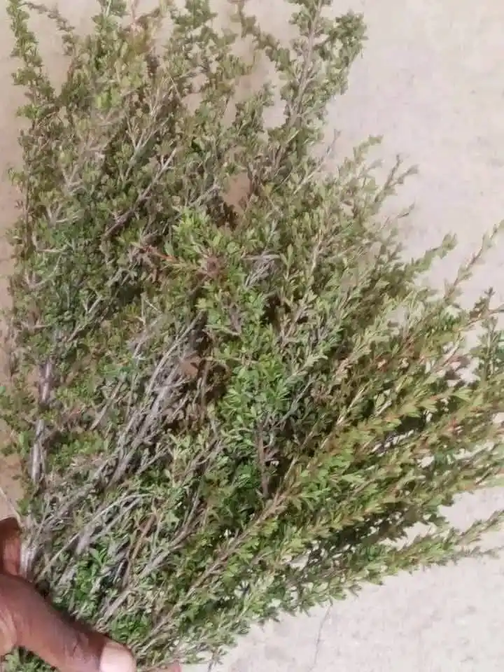 Image from CHIVANHU CHEDU: *Mufandichimuka*  Mufandichimuka sezita rawo chigwenzi chinowanzomera ...