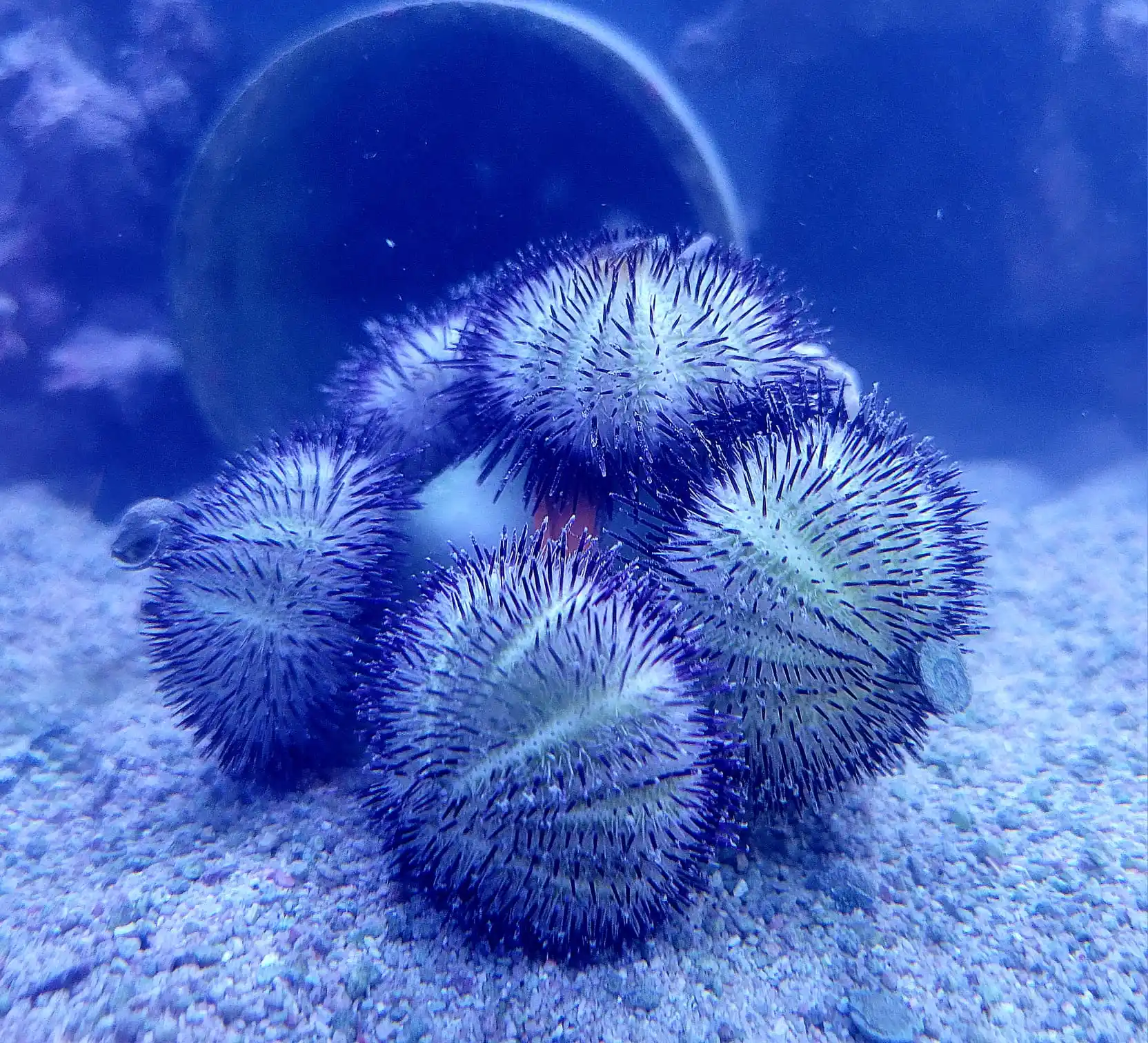 Image from Nautilus Aquaristik: Noch ein Foto von unseren neuen Seeigeln. Ich hatte das gestern einfac...