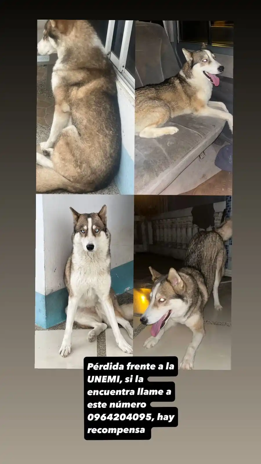 Image from Milagreño que se Respeta: 🐶🐕 Perrito extraviado, se ofrece recompensa. Escribir al número en ...
