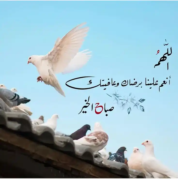 Image from قناة 🌎 منوعات 🌏 من هنا🌍 وهناك 🌏: صباحكم نور ورضا 🌤️ ❀ ✦ صباح يتسلّل برفق كنسمة أمل، يحمل بين خيوطه د...