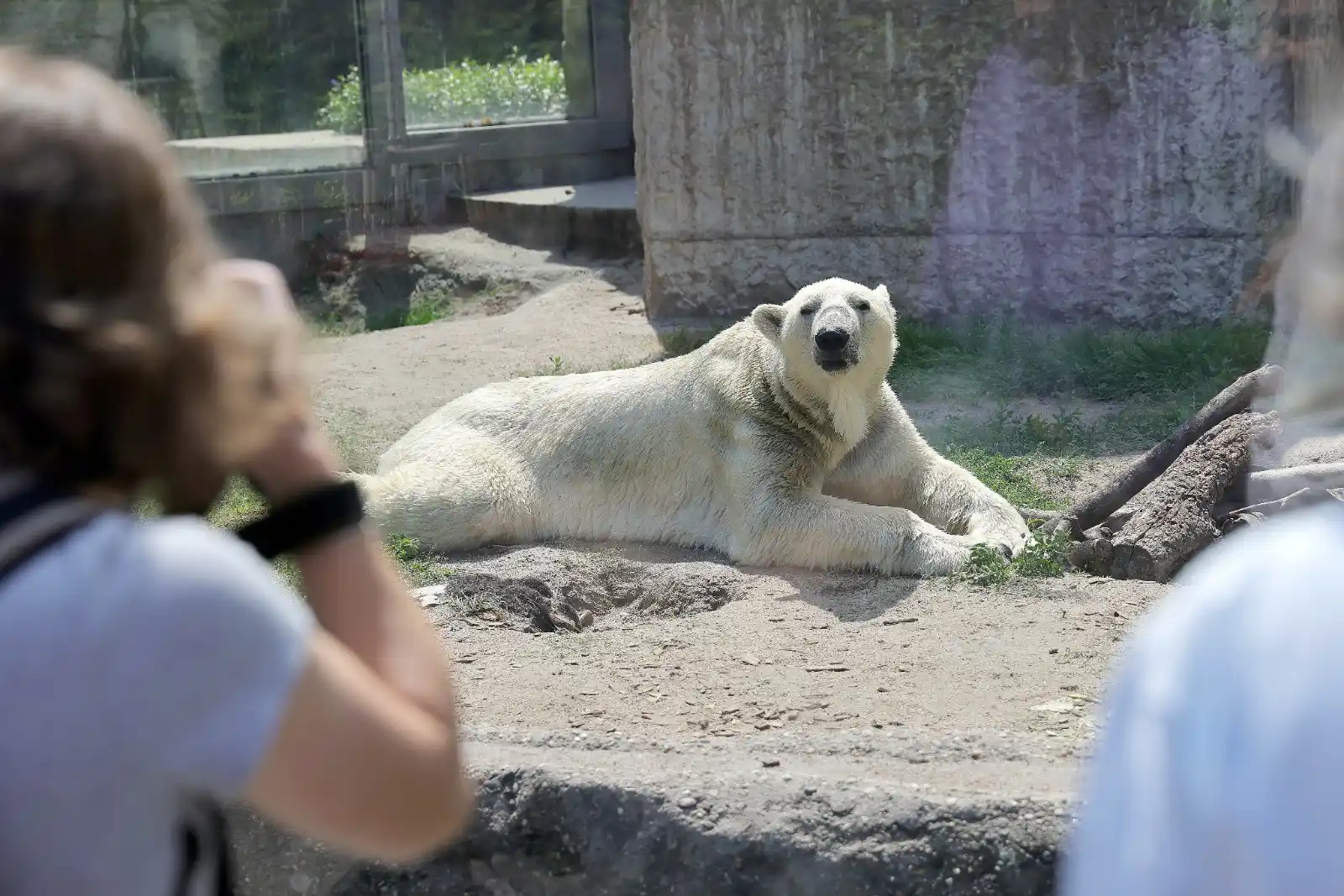 Image from BNN: 🔵 Trotz sommerlicher Temperaturen fühlen sich Eisbären im Karlsruher ...
