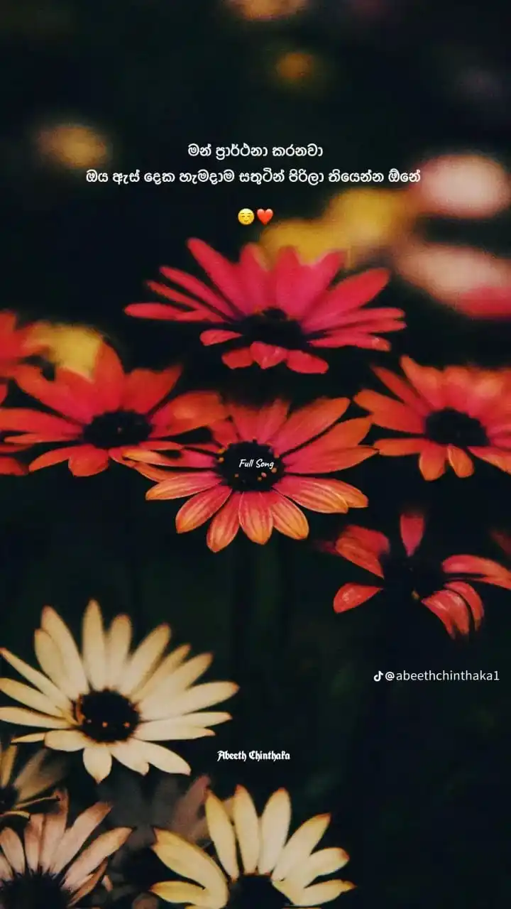 @𝐎𝐨𝐬𝐡𝐢 𝐃𝐫𝐞𝐚𝐦 𝐖𝐨𝐫𝐥𝐝..ᥫ᭡🤍🇱🇰״ post