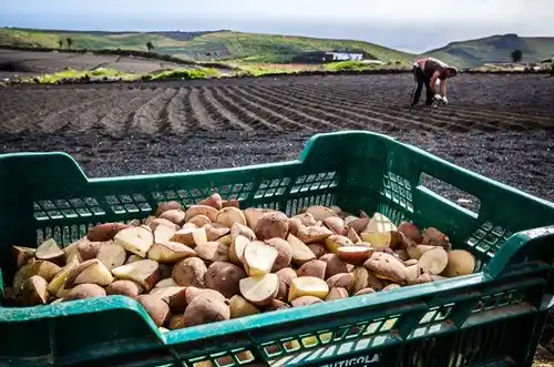 Image from LA GRANJA CABILDO LANZAROTE: 🔈 Se recuerda a los productor@s de papa que está abierto el plazo par...