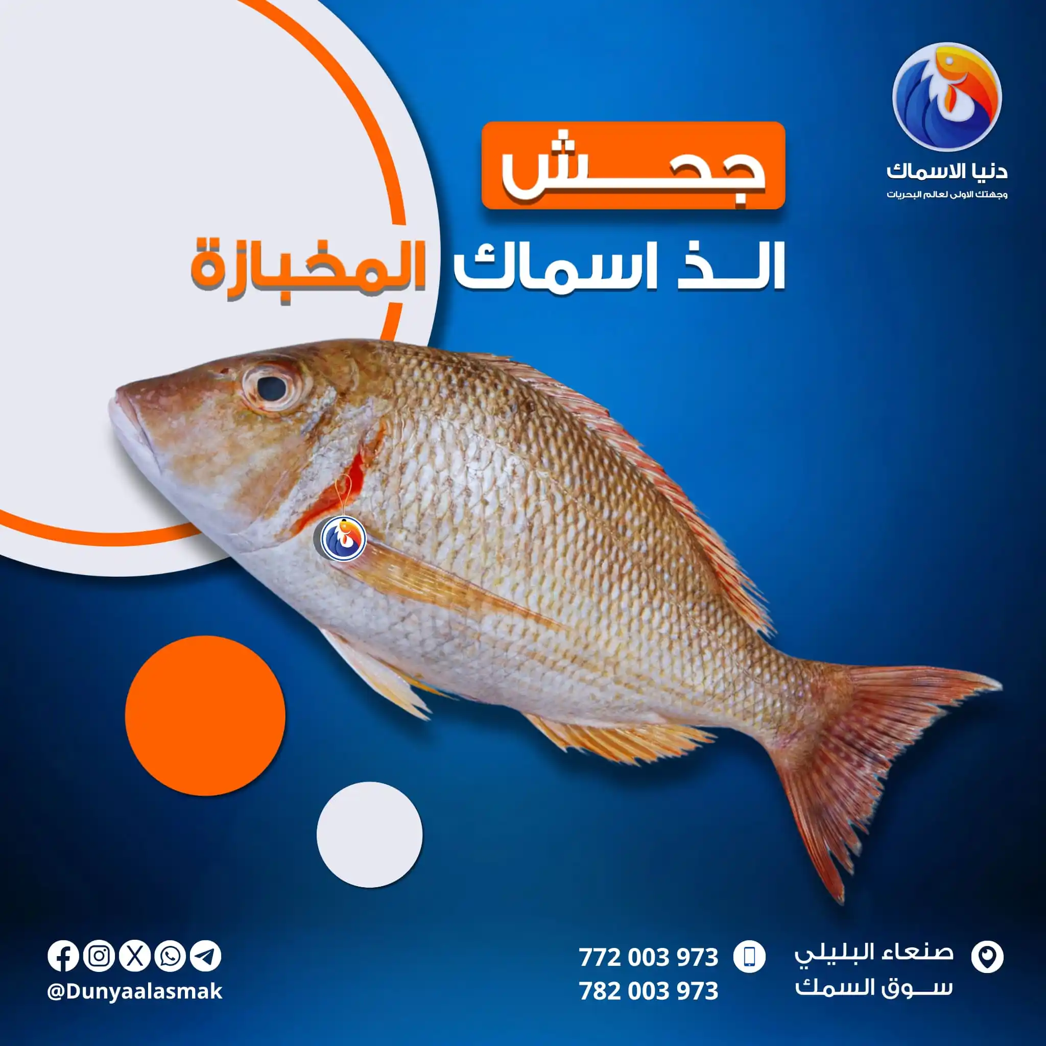 Image from دنيا الاسماك: جحــــــش🐟 من الذ اسماك المخبازة😋 سمك الجحش او الشعور من الاسماك ال...