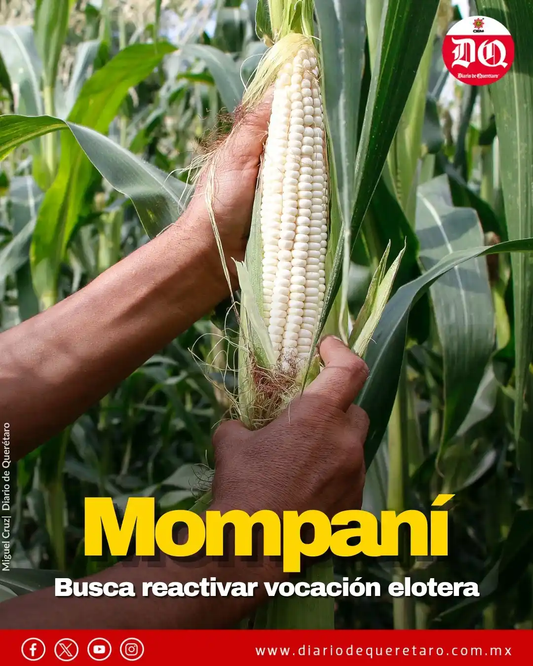 Image from Diario de Querétaro 📰💻📱: 🌽 *¡Mompaní quiere volver a ser tierra de elotes!*  👨‍🌾 Antes de la...