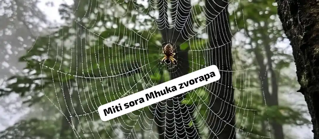 Image from Miti, Sora ,Mhuka Zvinorapa neDzidziso dzechivanhu 🇿🇼: Nhasi ndine remedy yedandemutande. Ndinoda upinde musango utsvake dan...