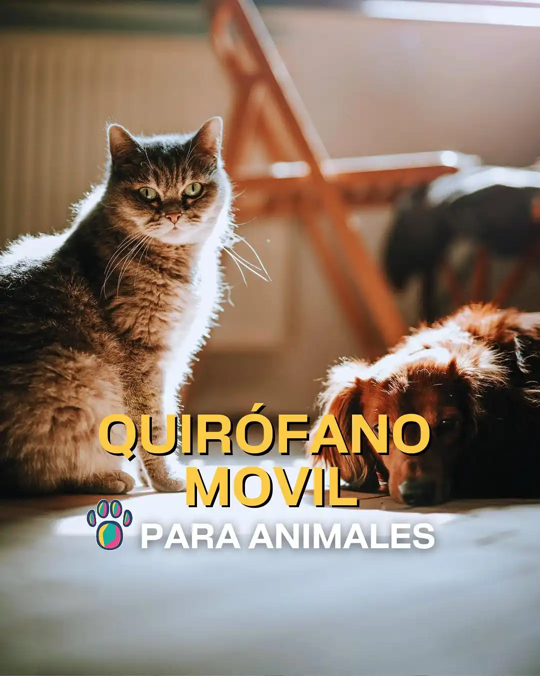 Image from Muni Mar del Plata: 🐶 ¡Nuevas ubicaciones de los quirófanos móviles para animales! 📌 D...