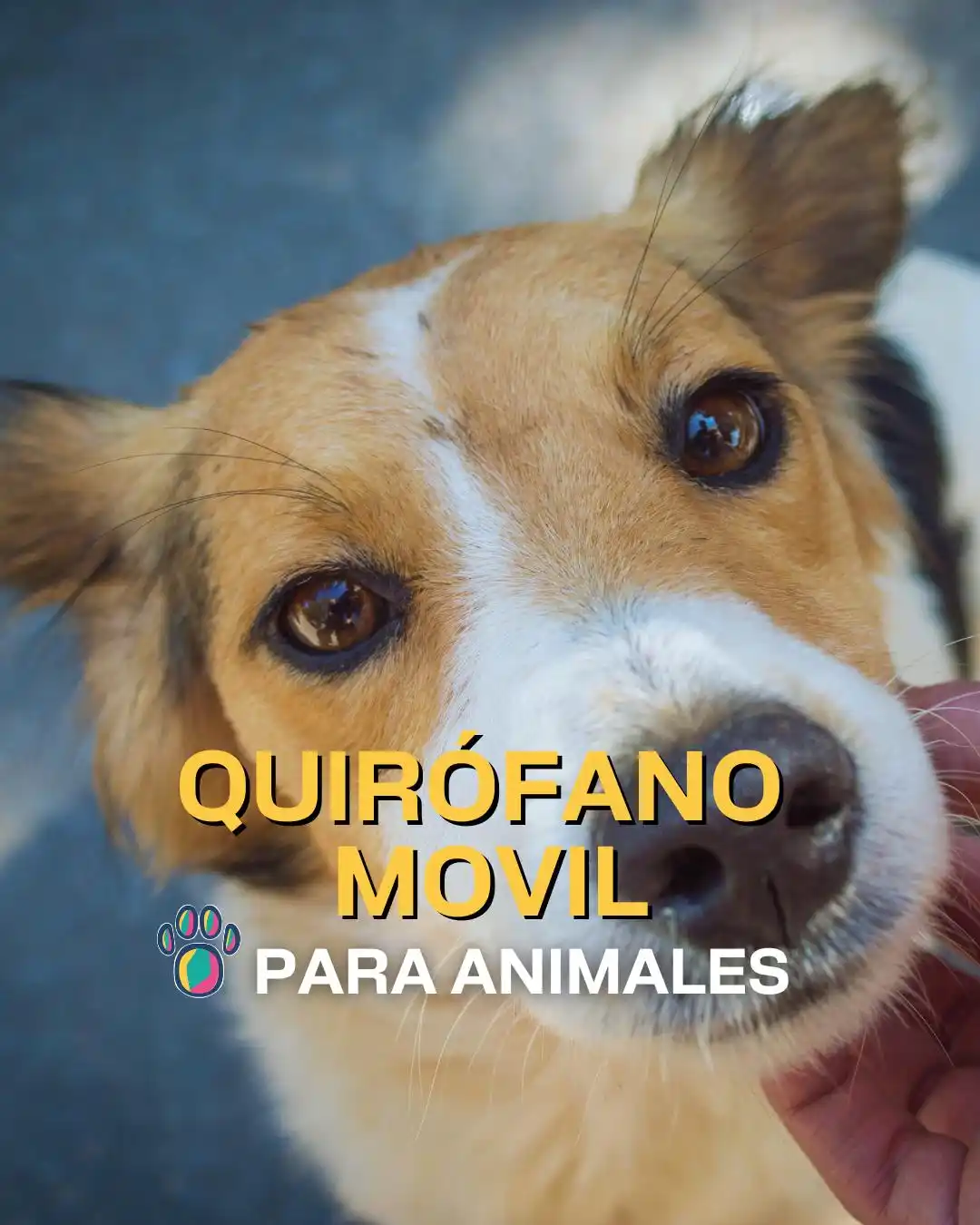 Image from Muni Mar del Plata: 🐶 ¡Nuevas ubicaciones de los quirófanos móviles para animales! 📌 D...