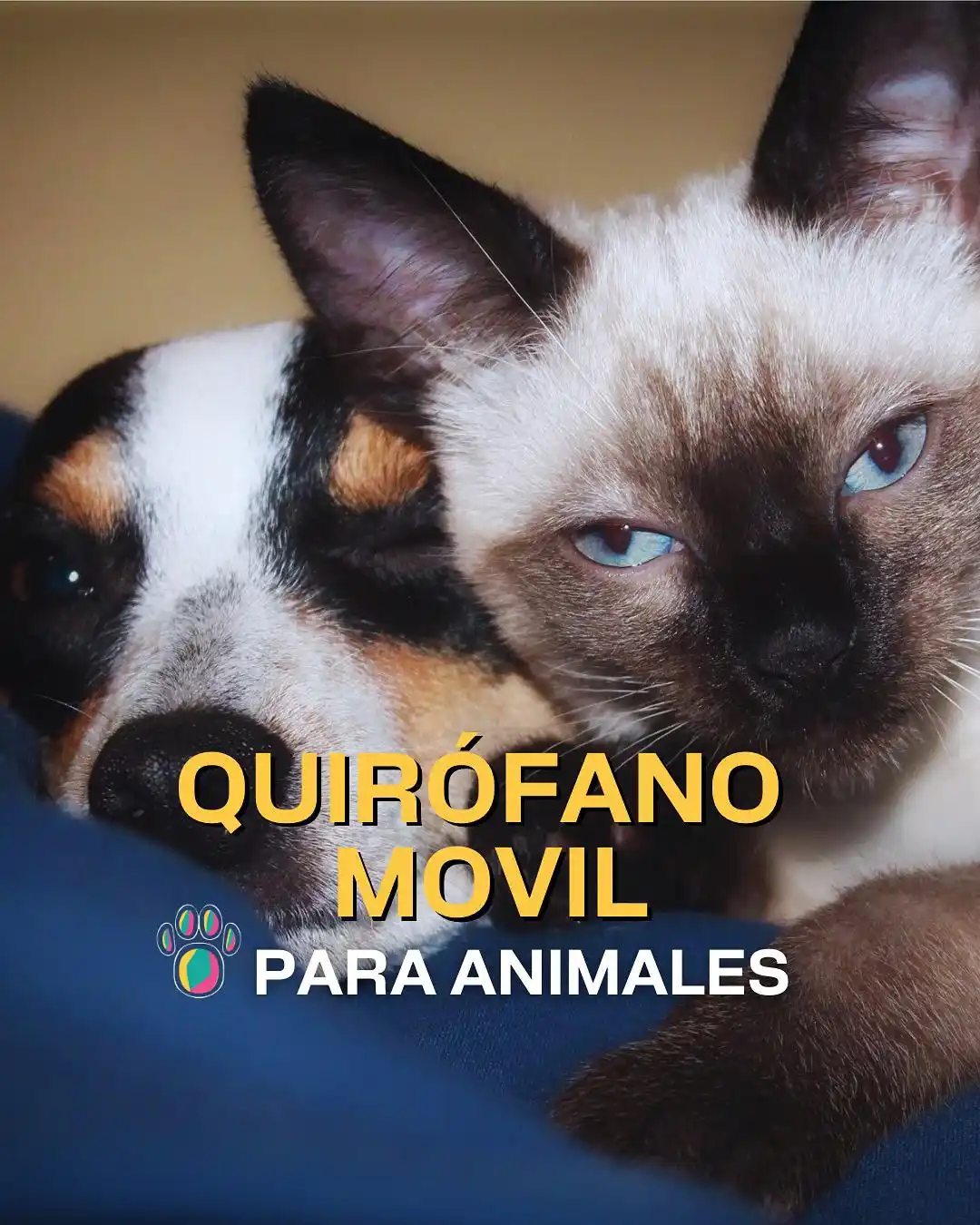 Image from Muni Mar del Plata: 🐶 ¡Nuevas ubicaciones de los quirófanos móviles para animales! 📌De...