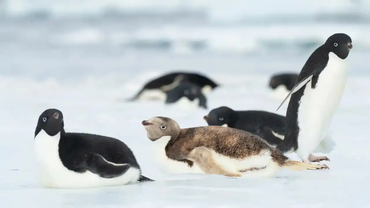 Image from teleSUR English: 📸 *Photo of the Day* Rare "blonde" penguin spotted in Antarctica. T...