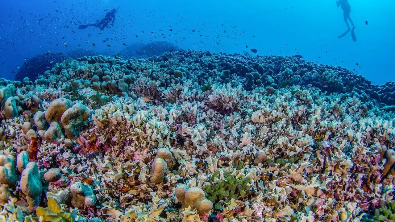 Image from teleSUR English: 📸 *Photo of the Day* The world's largest coral colony is found in th...