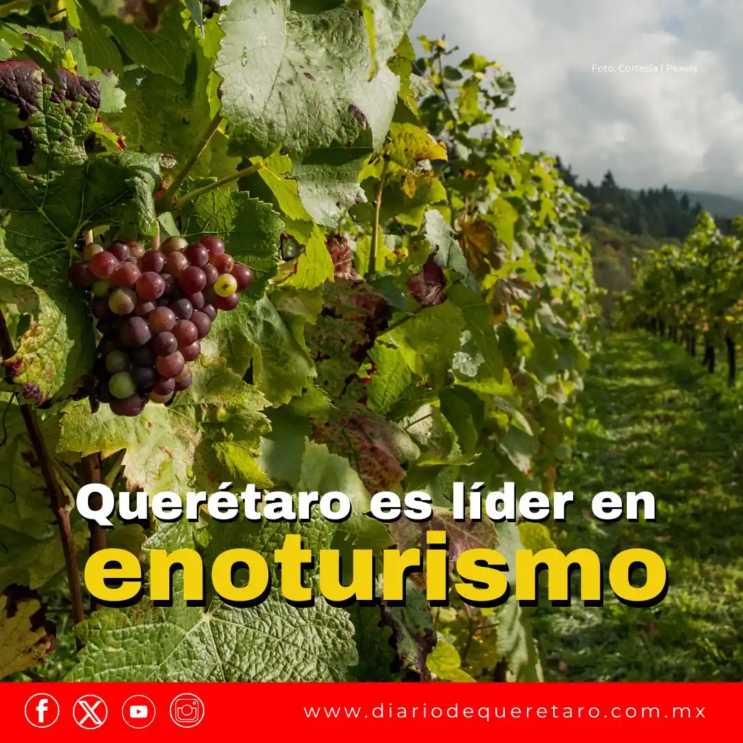 Image from Diario de Querétaro 📰💻📱: 🍷🍇 *Querétaro ocupa el primer lugar en enoturismo en el país* De ac...