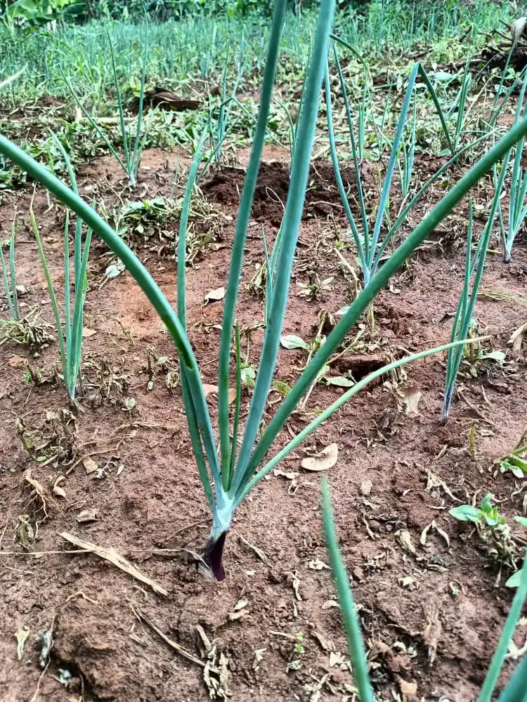 THE FARM GUY post