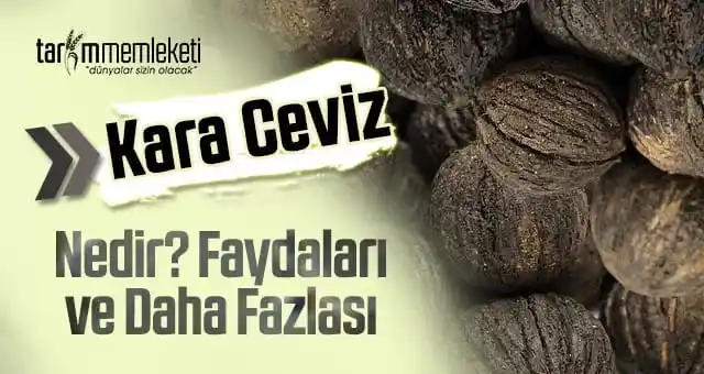 Image from Tarım Memleketi: Kara Ceviz: Süper Özellikleriyle Bir Cevizden Daha Fazlası 🔍 https://...