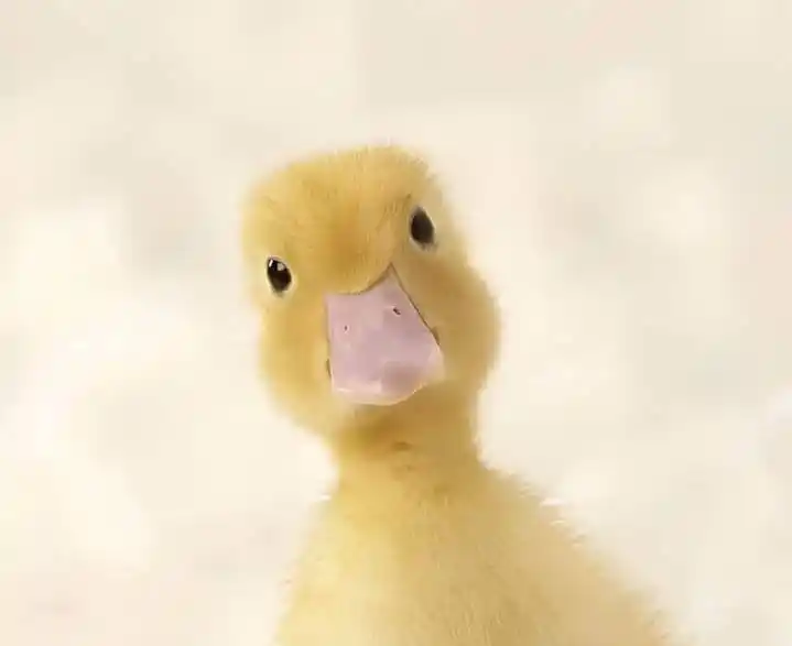 𝗖𝗮𝗥𝗧𝗼𝗼𝗡 𝗗𝗶𝗦𝗻𝗘𝗬 💘🪇↺ post