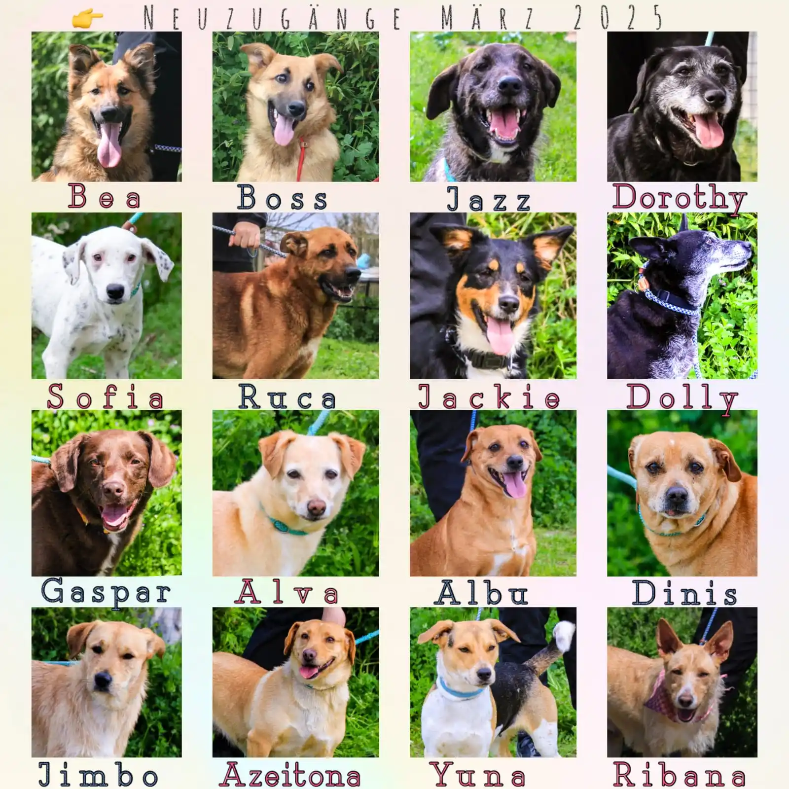 DogsOfPortugal Deutschland post