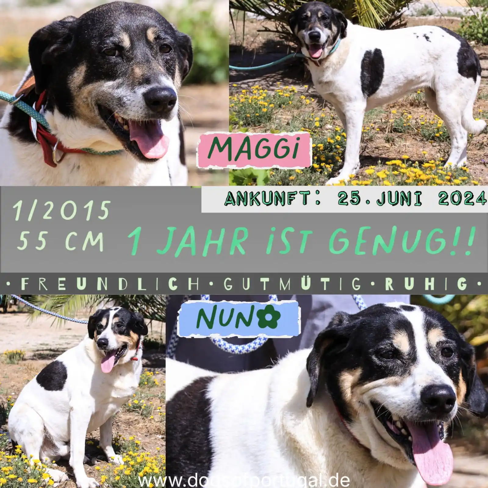 Image from DogsOfPortugal Deutschland: 👉 Neu auf der Webseite: die unkomplizierten Geschwister 🐶🐶 *Maggi u...