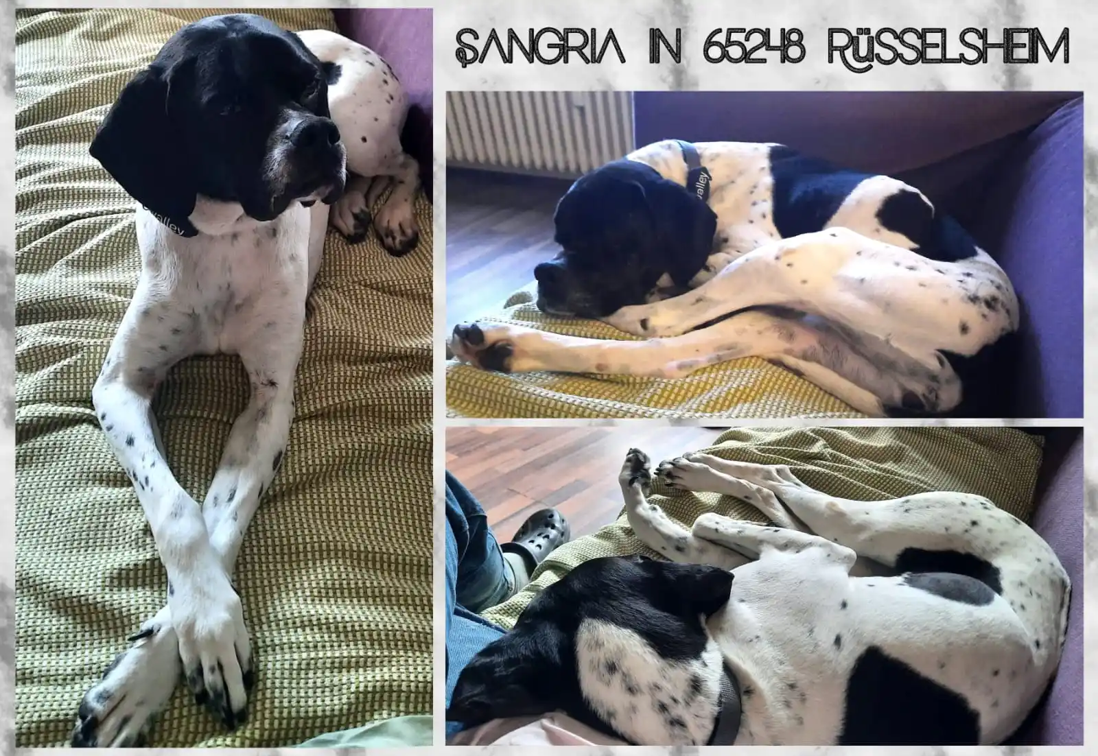 DogsOfPortugal Deutschland post