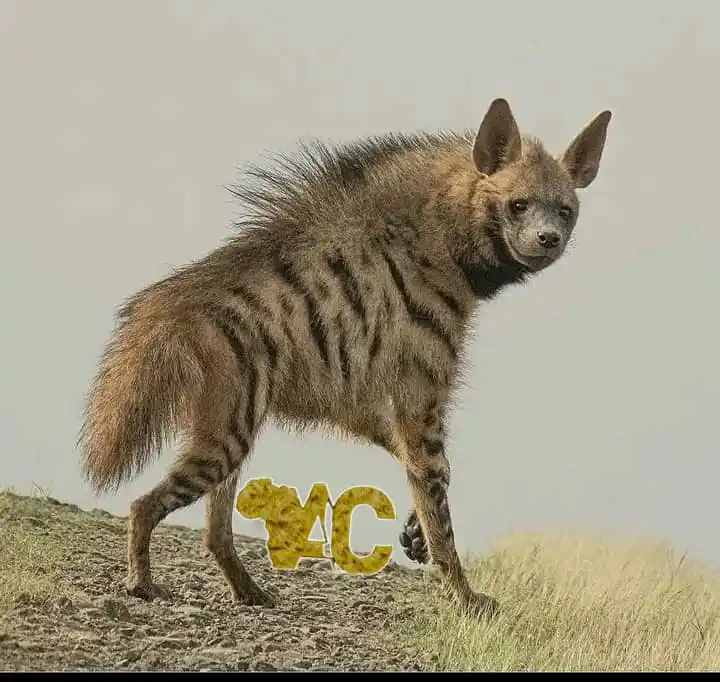 AFRICANCELEBZ_OFFICIAL ✅️ post