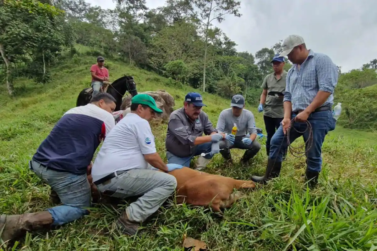 Image from Enfoque Digital HN: EDHN || Honduras ha detectado en lo que va de 2025 al menos 1.655 caso...