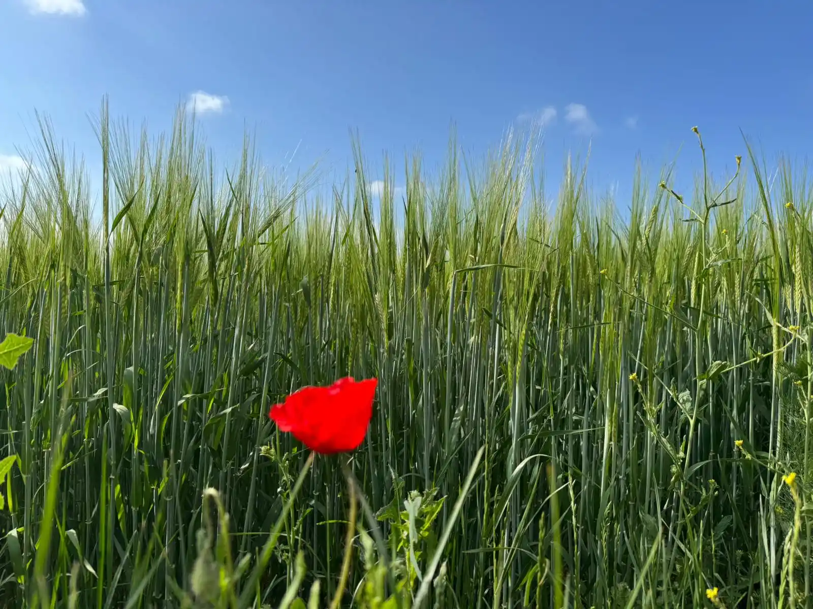 Image from Tägliche „Glaubensimpulse to go“ mit Andreas Keiper: _Gott begegnet dir nicht erst im Ziel – sondern bei jedem Schritt, den...