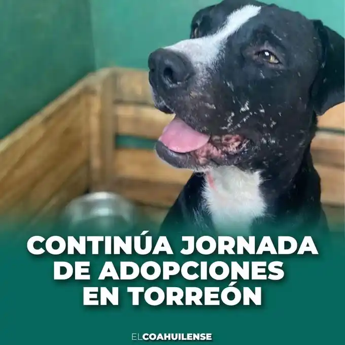 Image from El Coahuilense Noticias: 🐶 | Hasta el sábado 14 de junio permanecerá la jornada de adopciones ...