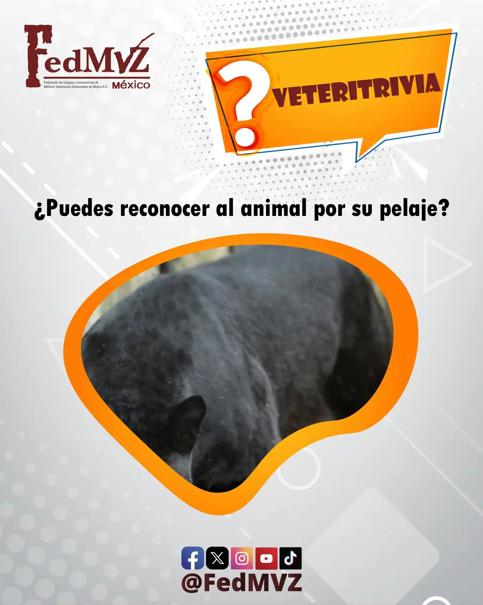 Image from FedMVZ: Hoy es día de <a class="text-blue-500 hover:underline cursor-pointer" ...