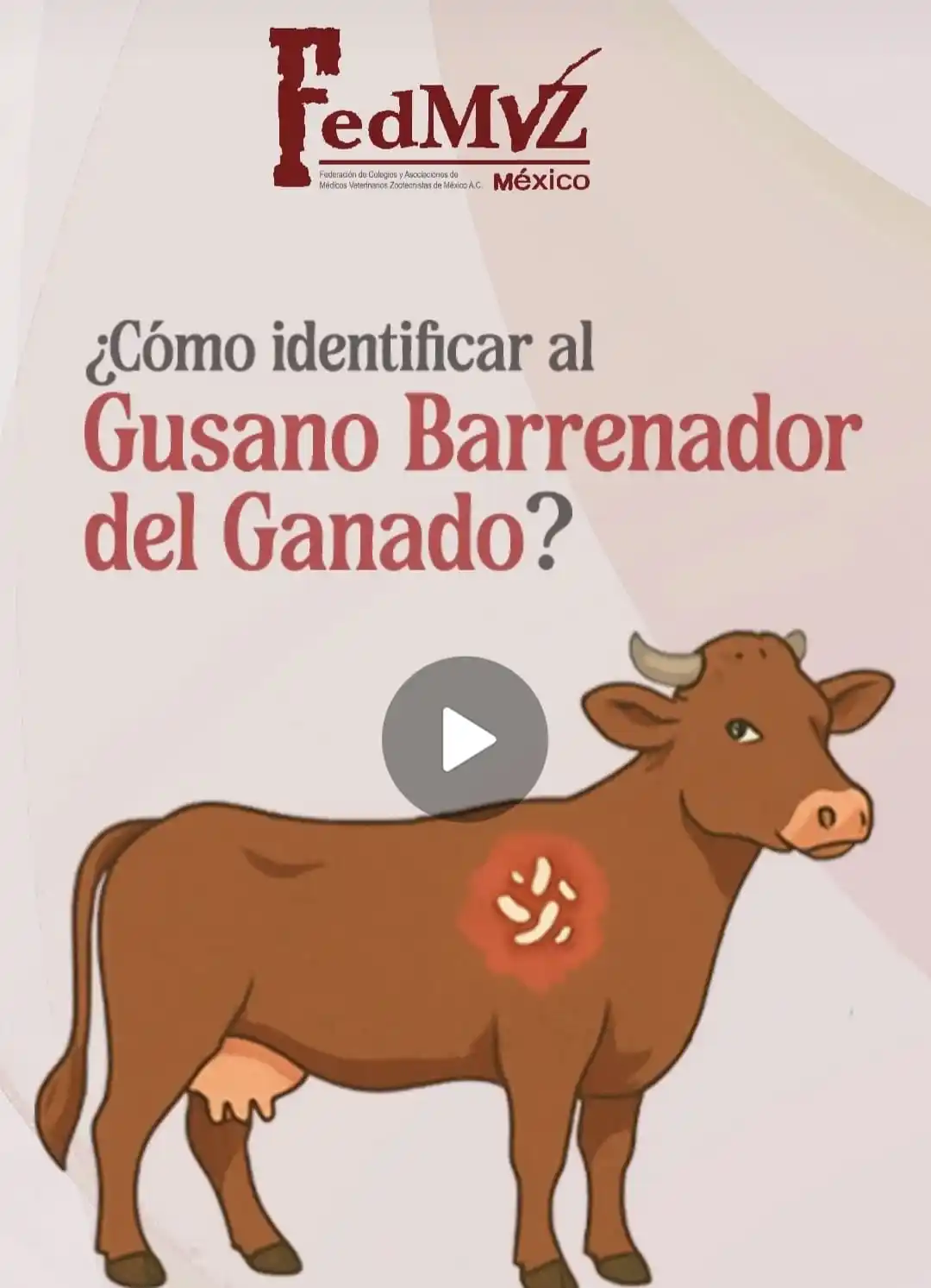 Image from FedMVZ: ¿Sabes qué es el Gusano Barrenador del Ganado? Aprende a identificarlo...