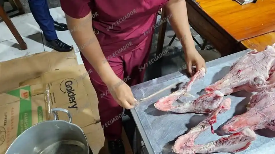 Image from 24-7 ECUADOR 2: NO ERAN PERROS 🐕 ERAN CERDOS 🐖 Los cráneos animales hallados en l...