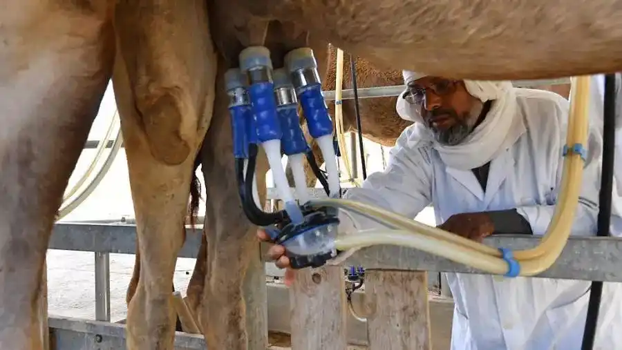 Image from التلفزيون العربي - تونس : *"ذهب أبيض" لإنعاش المناطق المهمشة.. مزايا علاجية لحليب النوق في تونس*...