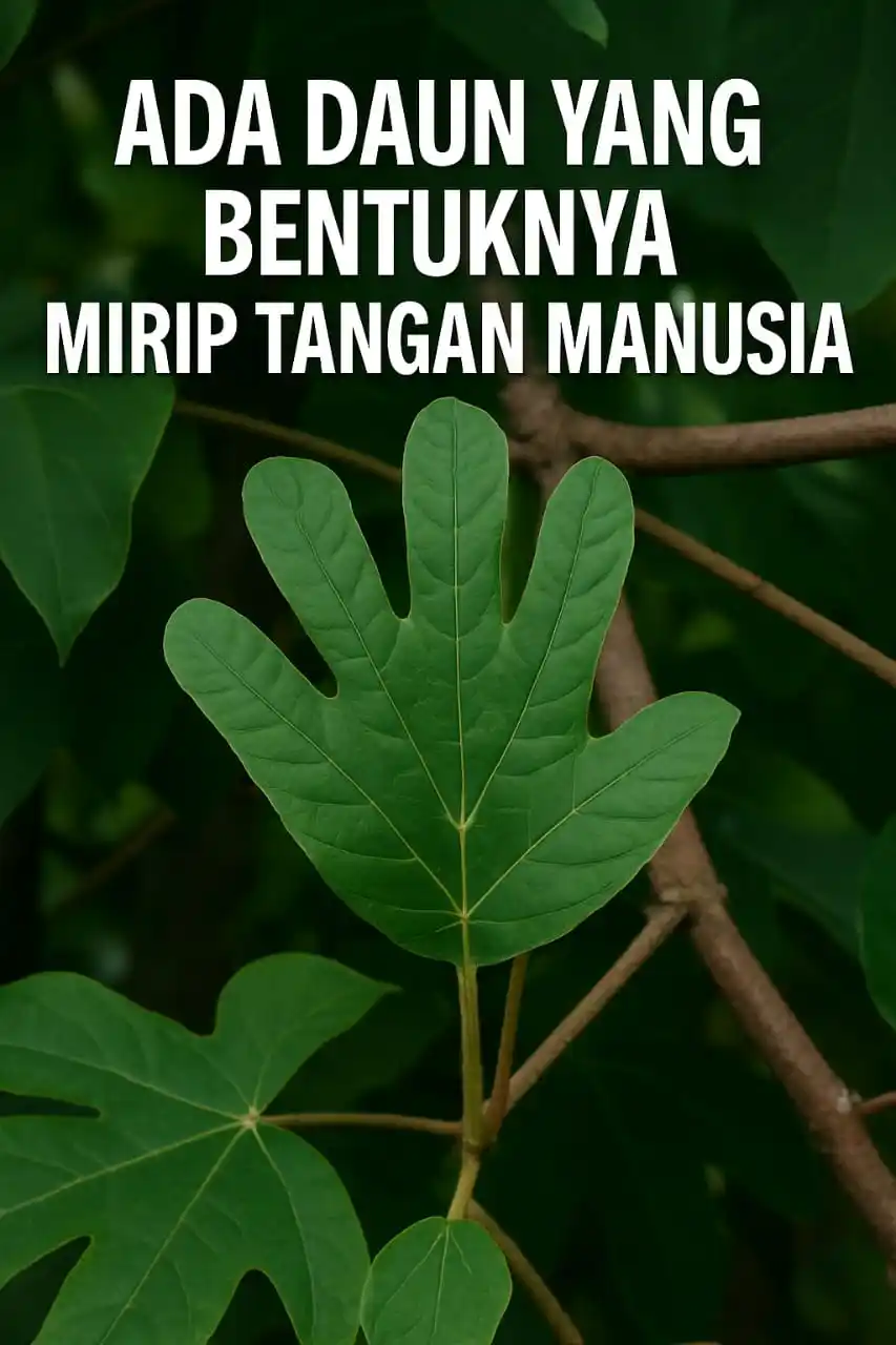 Image from Belajar | Pengetahuan Umum ๐ฌ๐: *ADA DAUN YANG MIRIP TANGAN MANUSIA?! ๐ฟ๐๏ธ๐ฑ* โโโโโโโโโโโโโโโโโโโโ *F...